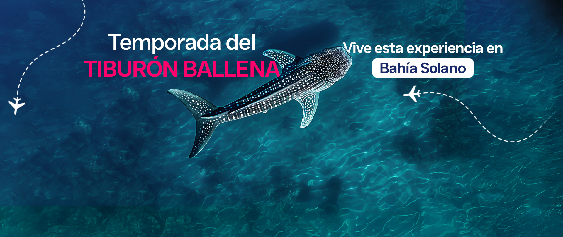 Temporada Tiburón Ballena